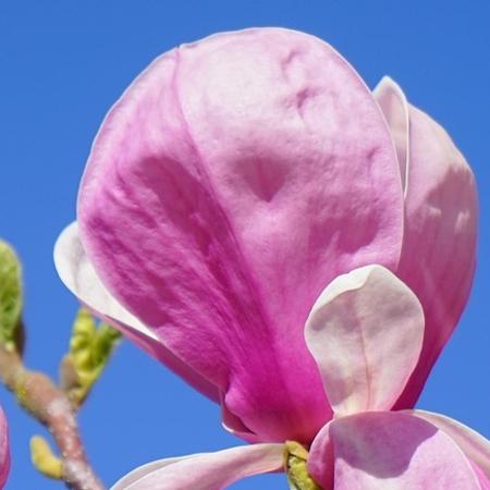 Magnolia x soulangeana 'Rustica Rubra' - Liliomfa 2 liter