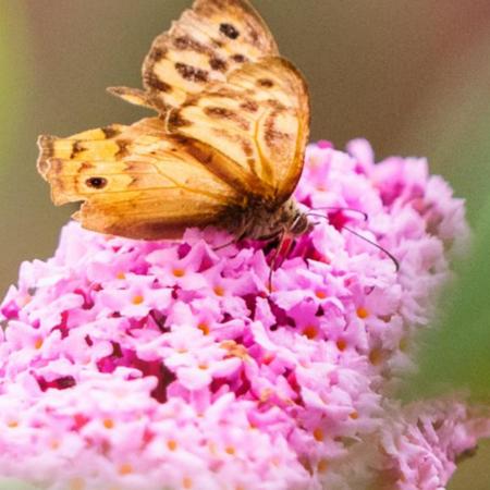 Buddleia davidii 'Pink Delight'- Nyriorgona (rzsaszn) 2 liter