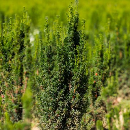 Taxus media 'Hicksii' - Oszlopos tiszafa (terms) 80/100 cm