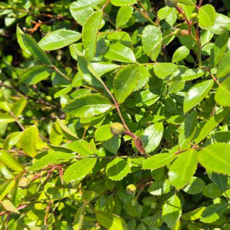 Rosa 'The Fairy' - Rzsaszn talajtakar rzsa 2 liter