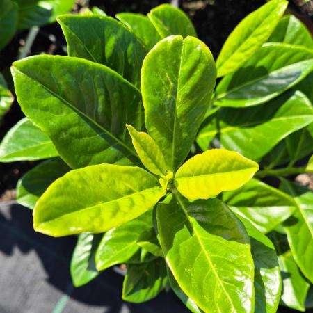 Prunus laurocerasus 'Novita' - Babrmeggy gyors nvekeds 3 liter