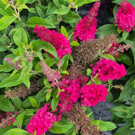 Buddleia davidii Candy Little Ruby - T�rpe ny�riorgona 4 liter