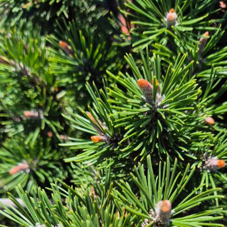 Pinus mugo 'Gnom' – Havasi trpefeny (magastrzsn)