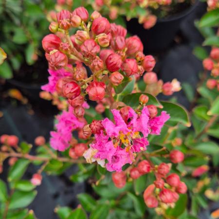Lagerstroemia indica 'Petite Pink' – Knai selyemmirtusz 4 liter