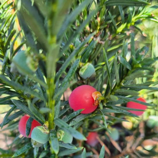 Taxus x.media 'Hicksii' - Oszlopos tiszafa, nõivar�, piros term�ssel 0,5 liter