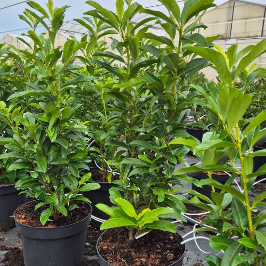 Prunus laurocerasus 'Genolia' - Bab�rmeggy oszlopos 7,5 liter