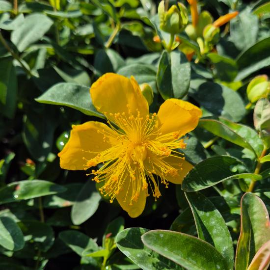 Hypericum calycinum - �r�kz�ld orb�ncf� 2 liter