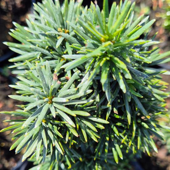 Taxus baccata 'Fastigiata Robusta' – Oszlopos tiszafa 2 liter