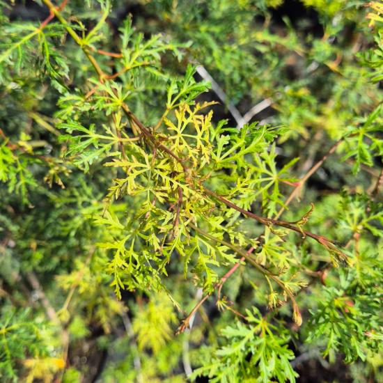 Acer palmatum 'Seiryu' – Jap�n juhar 10 liter