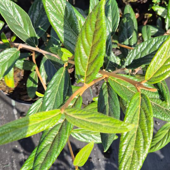 Viburnum pragense - Prágai bangita 5 liter Viburnum pragense - Prágai bangita 5 liter