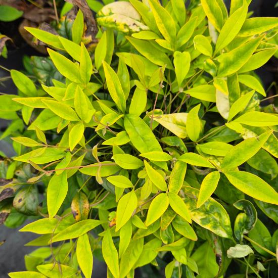 Nandina domestica 'Fire Power' - Jap�n szentfa 5 liter