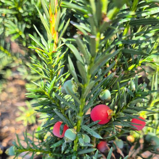 Taxus x.media 'Hicksii' - Oszlopos tiszafa, nõivarú, piros terméssel 2 liter Taxus x.media 'Hicksii' - Oszlopos tiszafa, nõivarú, piros terméssel 2 liter