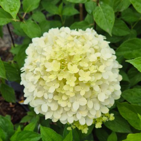 Hydrangea paniculata 'Phantom' - Bugs hortenzia 4 liter