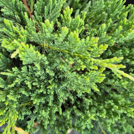 Juniperus horizontalis 'Prinz of Wels' - Zld terl henye borka	2 liter