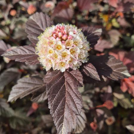 Physocarpus opulifolius Lady in Red® - Bangitalevel hlyagvessz 5 liter
