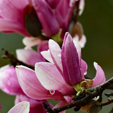 Magnolia 'Susan' - Nagyvirg liliomfa	2 liter