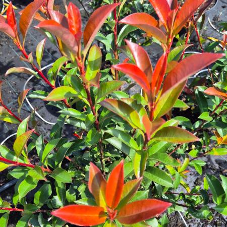 Photinia x fraseri 'Carre Rouge' - Korallberkenye 2 liter