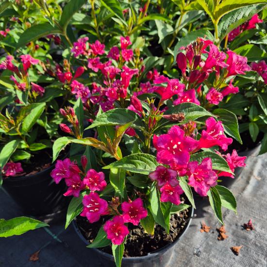 Weigela florida 'Eva Rathke' - Rózsalonc 4 liter Weigela florida 'Eva Rathke' - Rózsalonc 4 liter