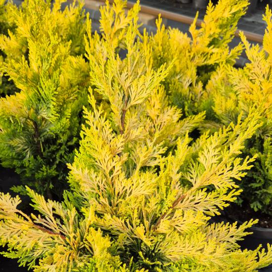 Cupressocyparis leylandii 'Gold Rider' - Arany Leyland ciprus 5 liter
