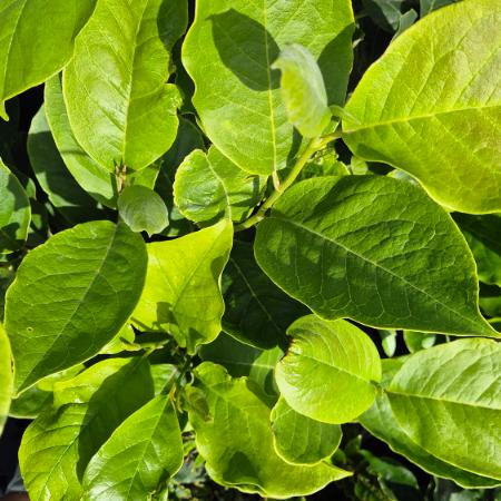 Magnolia x soulangeana - Liliomfa 2 liter