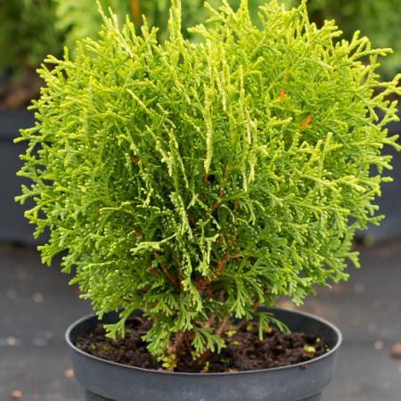 Thuja occidentalis 'Kobold' - Trpe gmbtuja 5 liter