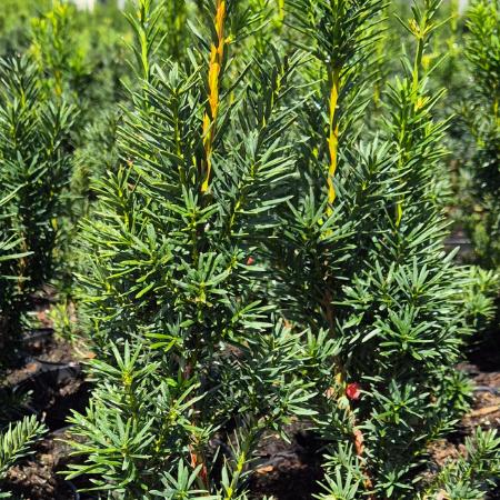 Taxus x.media 'Hicksii' - Oszlopos tiszafa, nõivar, piros termssel 2 liter