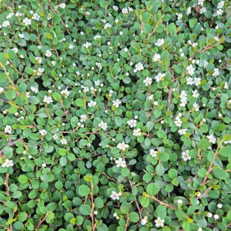 Cotoneaster procumbens 'Queen of Carpet' - Madrbirs 2 liter