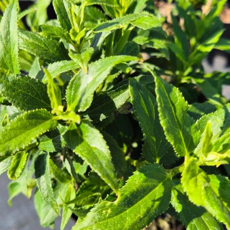 Deutzia gracilis 'Nikko' - T�rpe gy�ngyvir�gcserje 4 liter