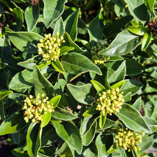 Viburnum tinus 'Eve Price' - �r�kz�ld bangita 4 liter