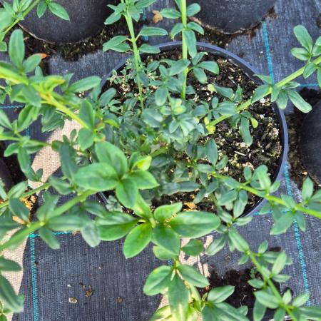 Jasminum nudiflorum - Tli jzmin 2 liter
