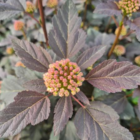 Physocarpus opulifolius 'Diabolo' - Bangitalevel hlyagvessz 5 l