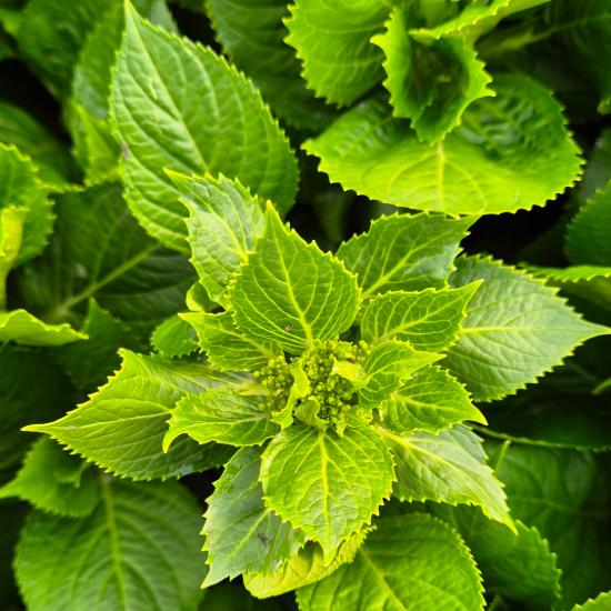 Hydrangea macrophylla 'Adria' - Kerti hortenzia 4 liter