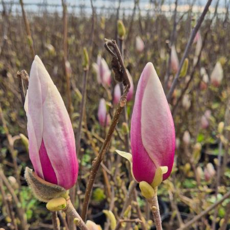 Magnolia x soulangeana - Liliomfa 2 liter