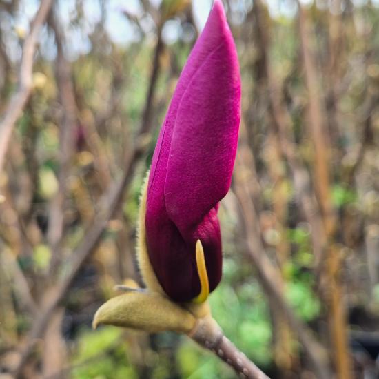 Magnolia liliflora 'Susan' - Nagyvir�g� liliomfa 5 liter