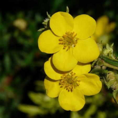 Potentilla fruticosa 'Limelight' - Cserjs pimp 2 liter