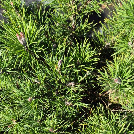Pinus mugo var. Pumilio - Havasi trpefenyõ 10 liter