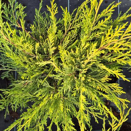 Juniperus x.media 'Old Gold' - arany terl borka 7,5 liter