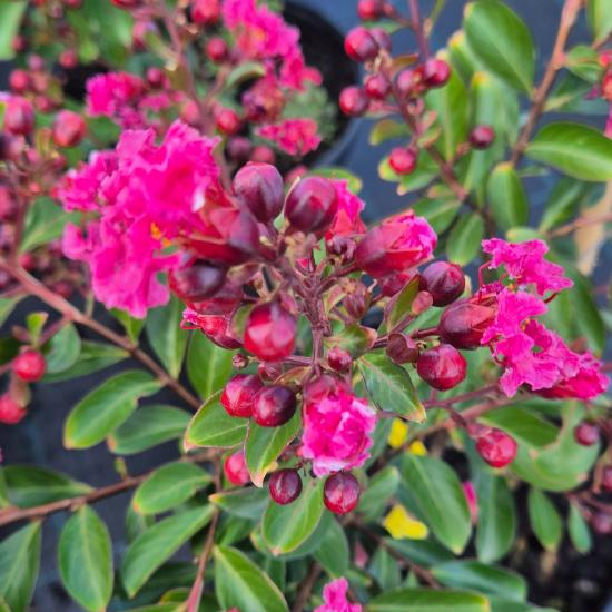 Lagerstroemia indica Red Imperator - K�nai selyemmirtusz 4 liter