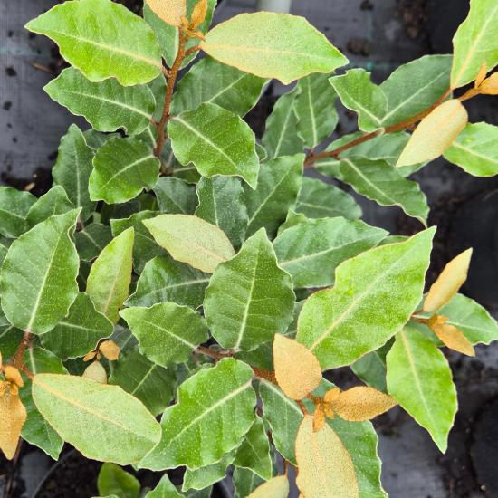 Elaeagnus ebbingei 'Compacta' – Sz�leslevel� ez�stfa 4 liter