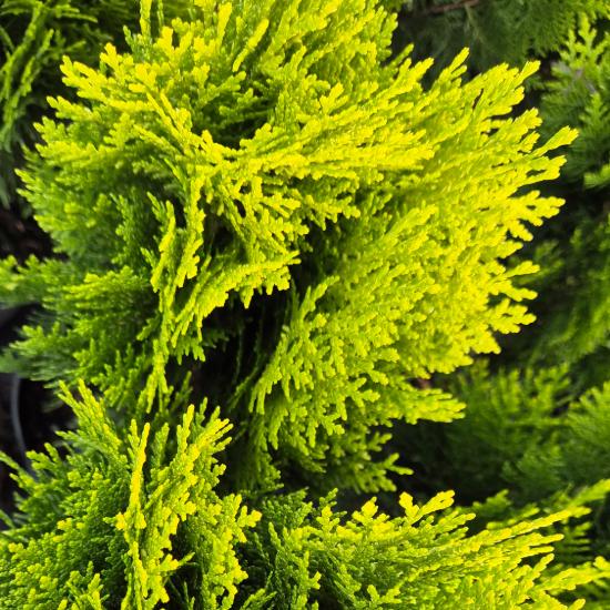 Thuja occidentalis Berkmannii - T�rpe arany tuja 2 liter