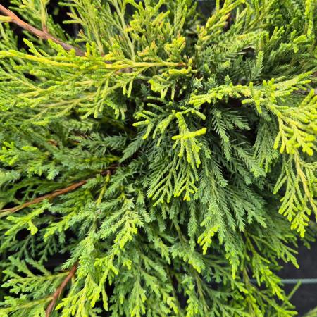 Juniperus chinensis 'Gold Star' - Aranysrga terl borka 7,5 liter