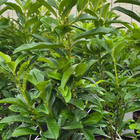 Prunus laurocerasus 'Genolia' - Babrmeggy oszlopos 7,5 liter