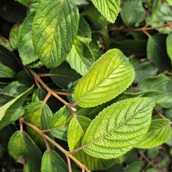 Viburnum plicatum 'Mariesii' - Örökzöld bangita 10 liter Viburnum plicatum 'Mariesii' - Örökzöld bangita 10 liter