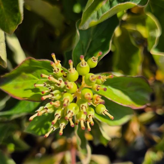 Cornus sanguinea 'Midwinter Fire' – Téli tűz som 5 liter Cornus sanguinea 'Midwinter Fire' – Téli tűz som 5 liter
