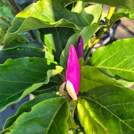 Magnolia liliflora 'Susan' - Nagyvirg liliomfa	7,5 liter