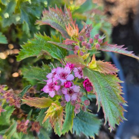 Spiraea japonica 'Crispa' - Rojtos gyngyvessz 2 liter