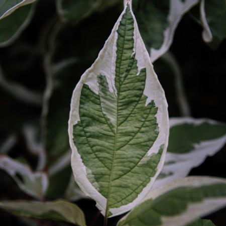 Cornus alba 'Sibrica Variegata'  - Tarka levelû fehr som 2 liter
