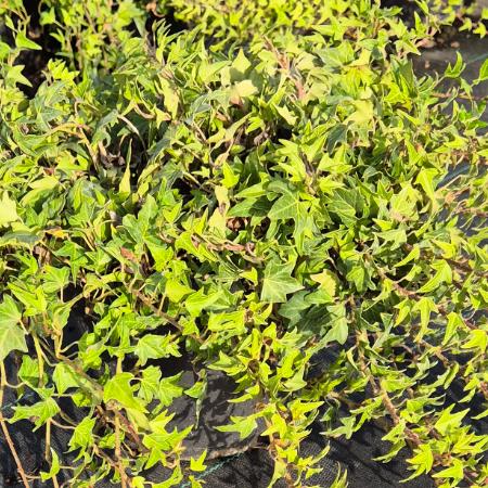 Hedera helix 'Miniature Needlepoint' - Zld, lassan nv borostyn 2 liter