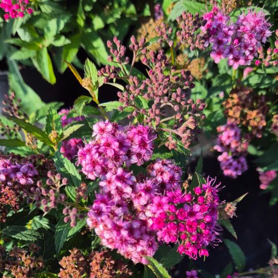 Spiraea x bumalda 'Anthony Waterer' - Pomp�s gy�ngyvessz� 2 liter
