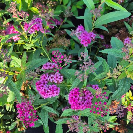 Spiraea x bumalda 'Anthony Waterer' - Pomps gyngyvessz 2 liter